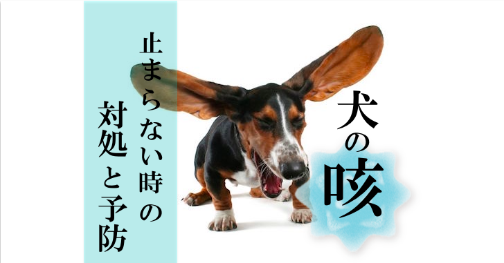 犬の咳で困ったら 病院に行く基準 応急の対処と予防 あじなの犬だより 愛犬との幸せな暮らしをサポートする広島の動物病院のブログです
