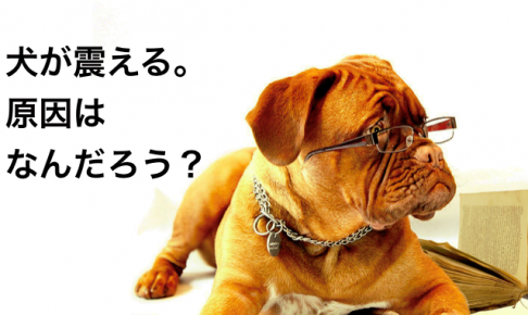 犬の震えが止まらない あわてる前に あじなの犬だより 愛犬との幸せな暮らしをサポートする広島の動物病院のブログです