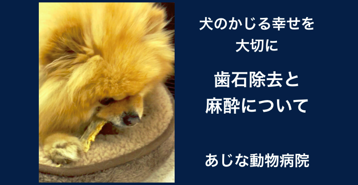 犬のかじる幸せを守るためにー歯石除去 麻酔について あじな動物病院 広島県廿日市市 あじなの犬 だより 愛犬との幸せな暮らしをサポートする広島の動物病院のブログです