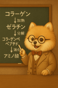 黒板の前に立つポメラニアンの教授が、コラーゲンが分解されてアミノ酸になる過程を説明しているイラスト。ボーンブロスの働きをわかりやすく伝えています。