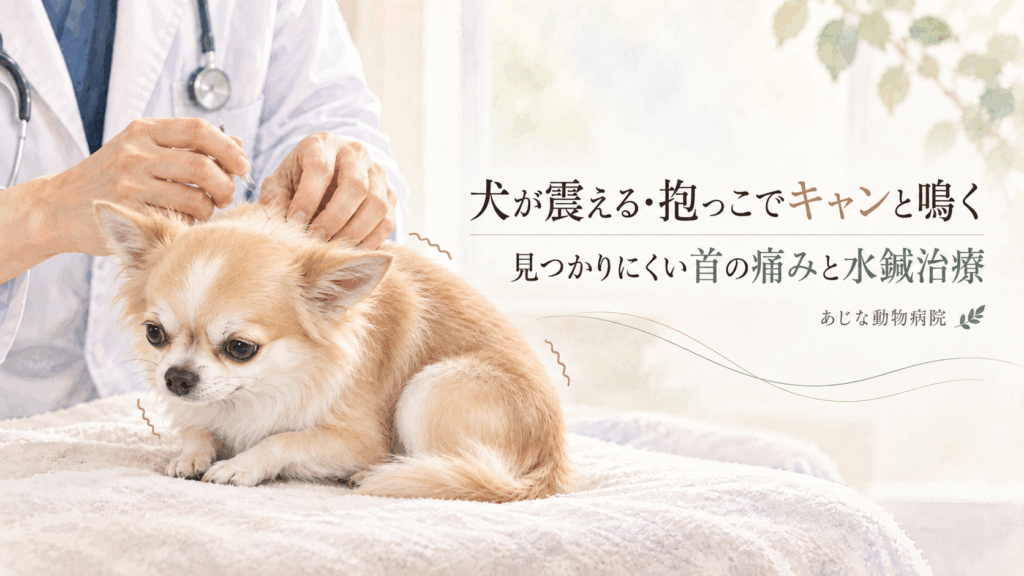 首の痛みで震えるチワワに水鍼治療を行う獣医師のイメージ