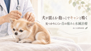 首の痛みで震えるチワワに水鍼治療を行う獣医師のイメージ
