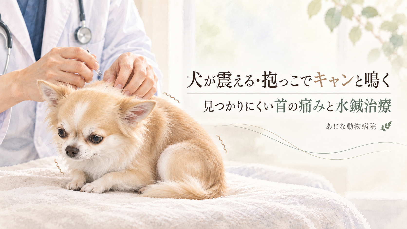 首の痛みで震えるチワワに水鍼治療を行う獣医師のイメージ